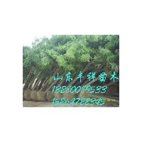 二十公分国槐价格