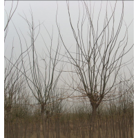 2013年各种绿化工程苗木:栾树 白蜡 国槐