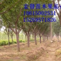 山东樱花 日本晚樱