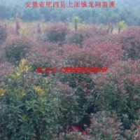 肥西供应红叶石楠、本土石楠、海桐球、火棘球，栀子花球