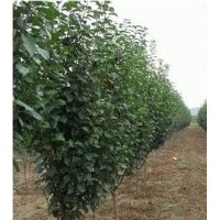 河北八棱海棠树基地/八棱海棠树价格