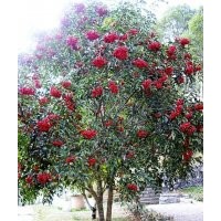 供应福建野鸭椿