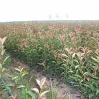 红叶石楠、金森女贞、铺地柏、金叶女贞、红叶小檗、塔柏