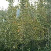 银杏的市场行情！银杏的价格！