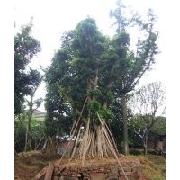 重庆造型小叶榕，造型小叶榕点景树