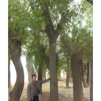 30皂荚 皂角