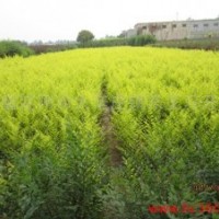 金叶榆4-6公分低价出售 榆叶梅 四季玫瑰 丛生金叶榆 金银木