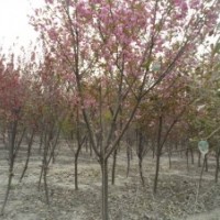 山东速生国槐基地 山东紫叶李 樱花 速生柳