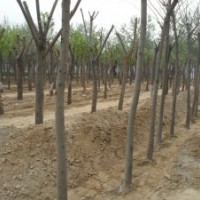 山东苗木基地低价处理北栾 合欢树