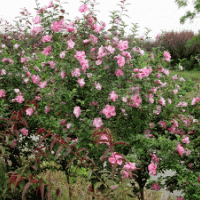 送货上门木槿.金边黄杨.绣线菊.金丝桃.金丝梅.火棘