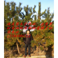 1米侧柏30冠幅1.5米侧柏40冠幅