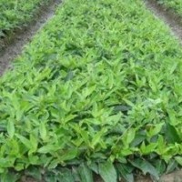 供应：大叶女贞