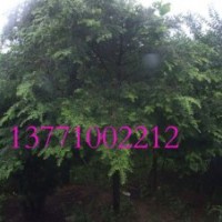 红豆杉苗木批发