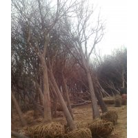 专营：（3~90公分）槐树、槐树小苗、国国槐苗、金叶槐、龙爪槐、