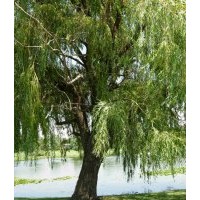 供应5-35公分柳树