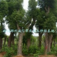 绿化用树 工程树 香樟树自产自销