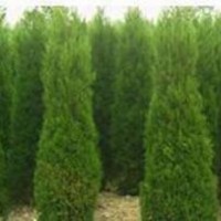 出售金叶女贞球，桧柏，龙柏，紫薇，红叶李，红叶石楠球