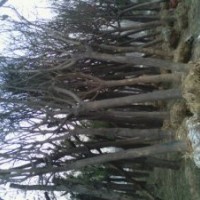 供应40公分国槐