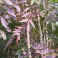 东红3号白蜡规格齐全成活率高