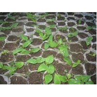 日本厚朴育苗袋小苗