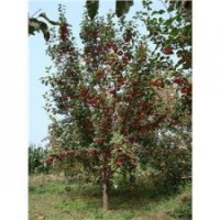 【低价】出售各种规格八棱海棠树,山杏,山桃