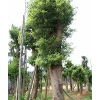 最新的移栽香樟价格，香樟资讯，香樟供求信息