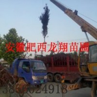 供应1-20公分红叶李、乌桕、桂花、中华石楠、香樟、紫薇