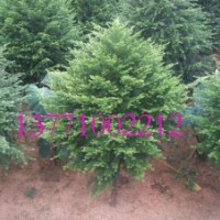 红豆杉 红豆牌红豆杉工程苗 国家珍稀植物 四季青翠 耐阴耐温