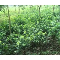 供应大叶黄杨