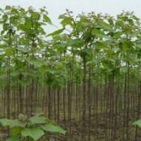 广玉兰，桂花，梅花，栾树。