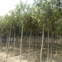 枇杷，2013年枇杷潢川报价