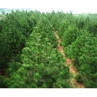 白皮松基地 白皮松出售 白皮松小苗 大规格白皮松