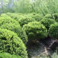 潢川苗木报价白玉兰、广玉兰、紫玉兰、红玉兰、黄玉兰、辛夷、合