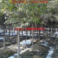 供应安徽肥西大叶女贞、香樟、乌桕、三角枫、紫叶李、朴树