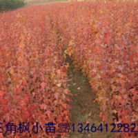桃叶卫矛 紫丁香 金叶榆 三角枫 五角枫