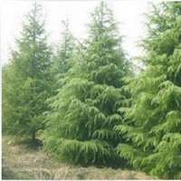 供应雪松高1~10米
