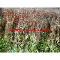 江苏热销的1米高紫薇小苗50公分高紫薇苗价格