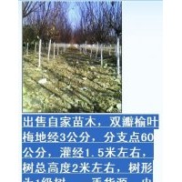 刺柏，萱草，景天