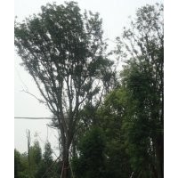 成都皂荚树 苗圃皂角树