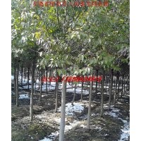 肥西苗木-大叶女贞、红叶李、香樟、桂花、黄连木