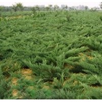 供应爬地柏、蜀桧、刺柏、沙地柏,胶东卫矛、连翘.