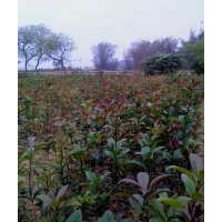 出售40-60公分高优质金球桂小苗