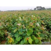 巨紫荆苗巨紫荆卖巨紫荆种植方法巨紫荆小苗价格