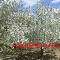 八棱海棠树 河北盛世园林低价出售八棱海棠树