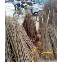 旭东银杏 基地选树 现场挖树