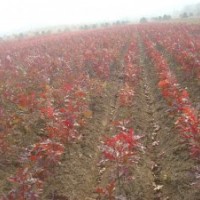 绿化彩叶树供应皇家红栎,美国红枫,金叶皂角