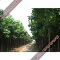 分布最广的楸树