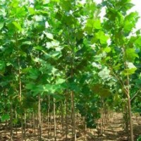 供应各种规格毛白杨,法桐,垂柳,旱柳,速生柳,金丝柳,国槐,白腊