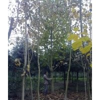 供应白玉兰 价格