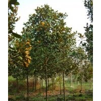 鄢陵低价出售6—10公分紫玉兰，广玉兰，白玉兰